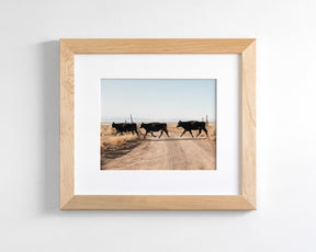 Cattle Guard