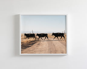 Cattle Guard