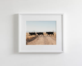 Cattle Guard