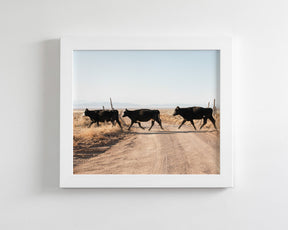 Cattle Guard