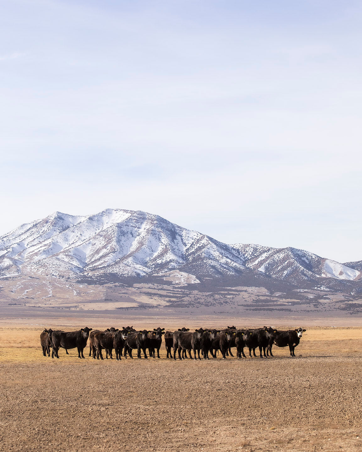 Cattle Herd