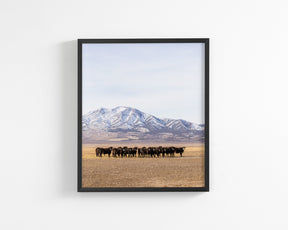 Cattle Herd