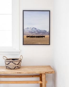 Cattle Herd