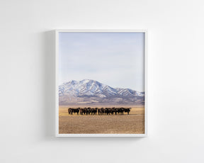 Cattle Herd