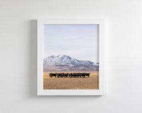 Cattle Herd