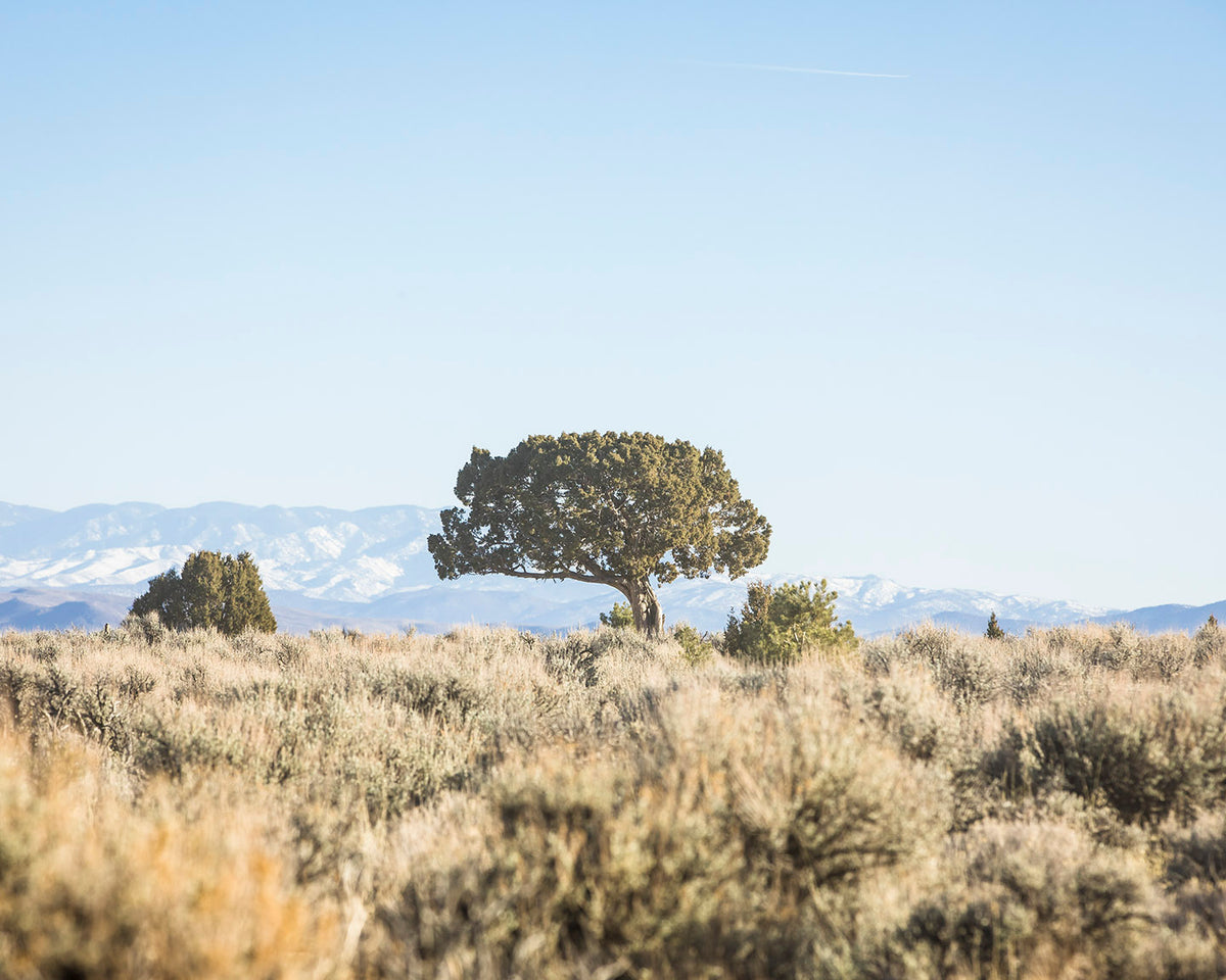 Cedar Landscape