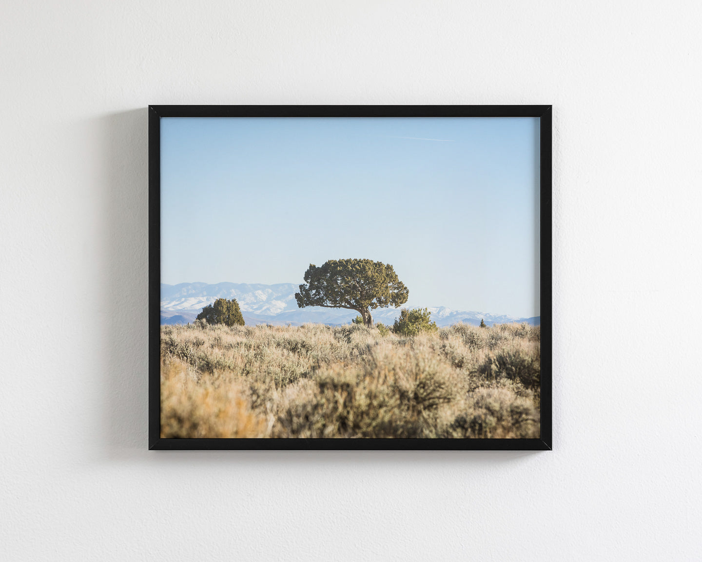 Cedar Landscape
