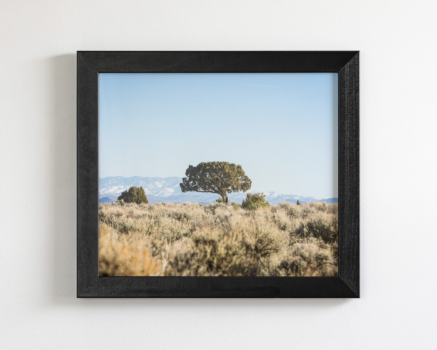 Cedar Landscape