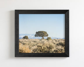 Cedar Landscape