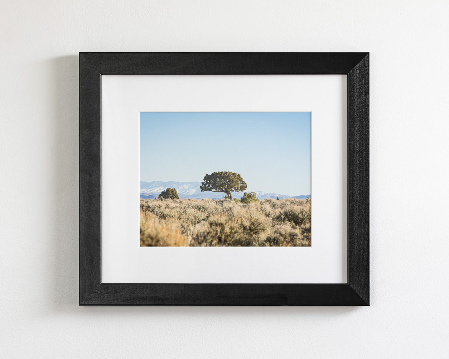 Cedar Landscape