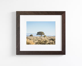 Cedar Landscape
