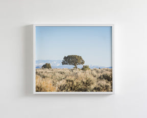 Cedar Landscape
