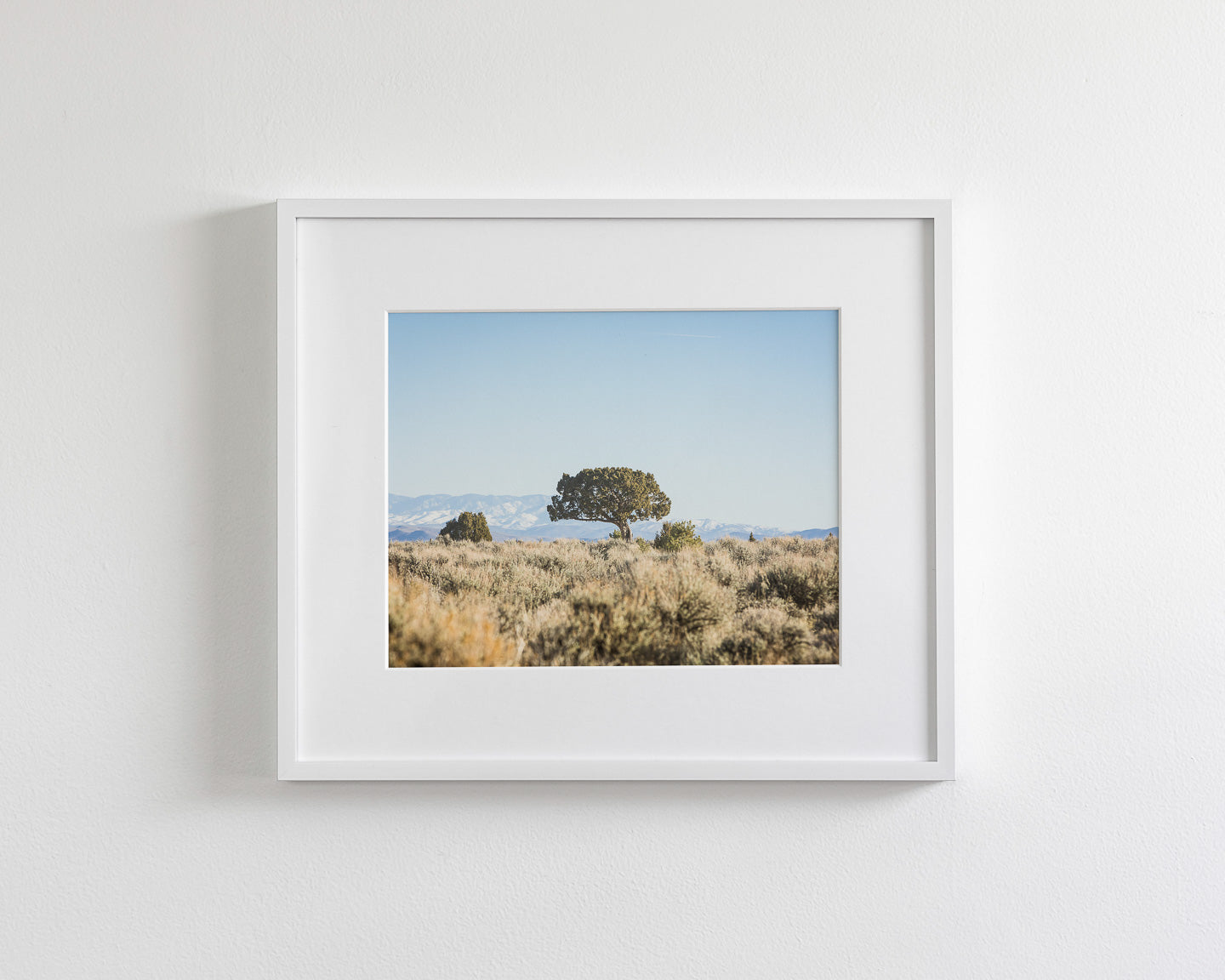 Cedar Landscape