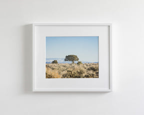 Cedar Landscape