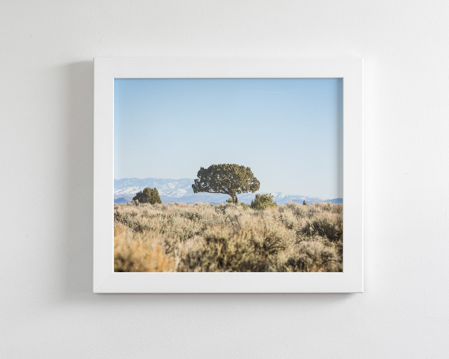 Cedar Landscape