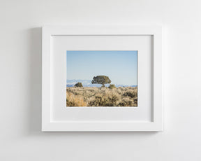 Cedar Landscape