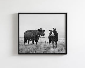 Chatty Cows