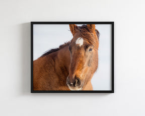 Chestnut Winter Horse