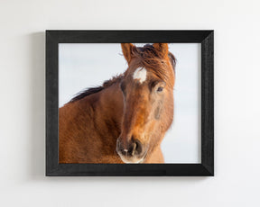 Chestnut Winter Horse