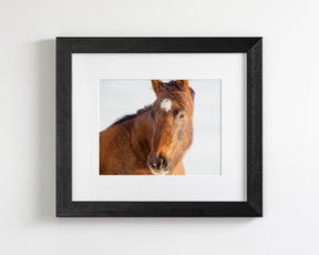 Chestnut Winter Horse