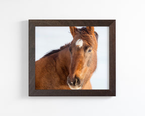 Chestnut Winter Horse