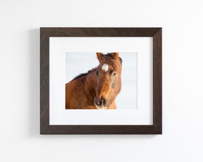 Chestnut Winter Horse