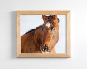 Chestnut Winter Horse