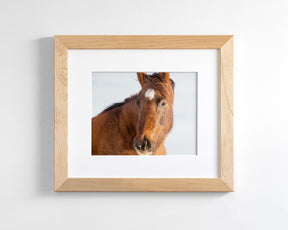 Chestnut Winter Horse
