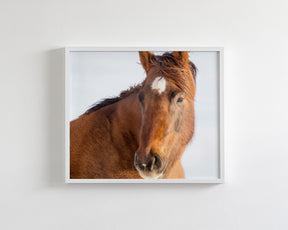 Chestnut Winter Horse