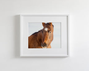Chestnut Winter Horse