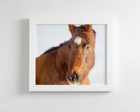 Chestnut Winter Horse