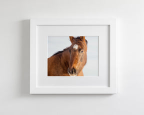 Chestnut Winter Horse