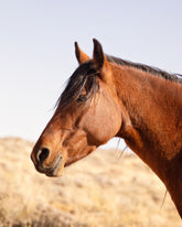 Wild Bay Horse Profile