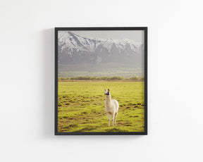 Mountain Llama