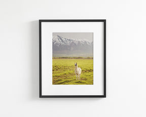 Mountain Llama