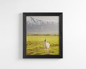Mountain Llama