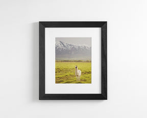 Mountain Llama