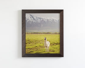 Mountain Llama