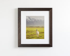 Mountain Llama