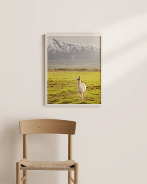 Mountain Llama