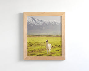 Mountain Llama