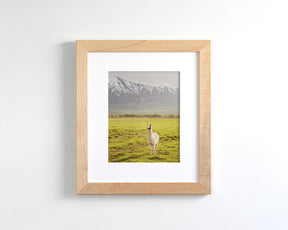 Mountain Llama
