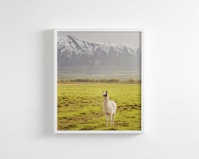 Mountain Llama