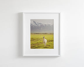 Mountain Llama