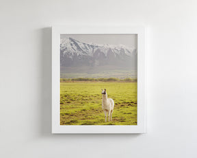 Mountain Llama
