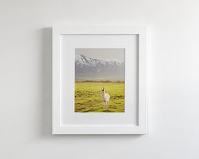 Mountain Llama