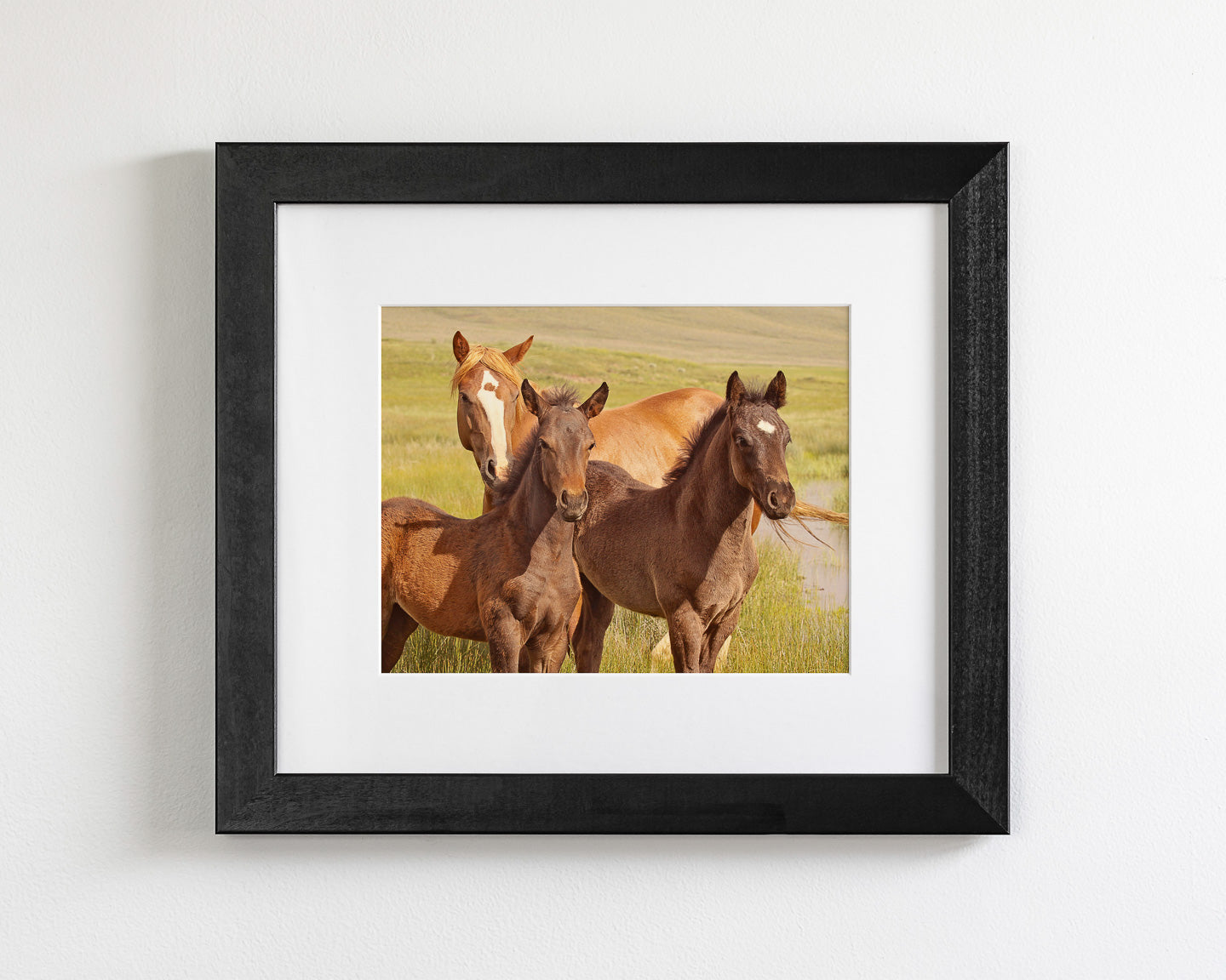 Foals Photograph