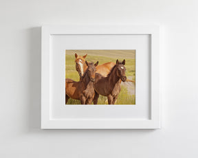 Foals Photograph