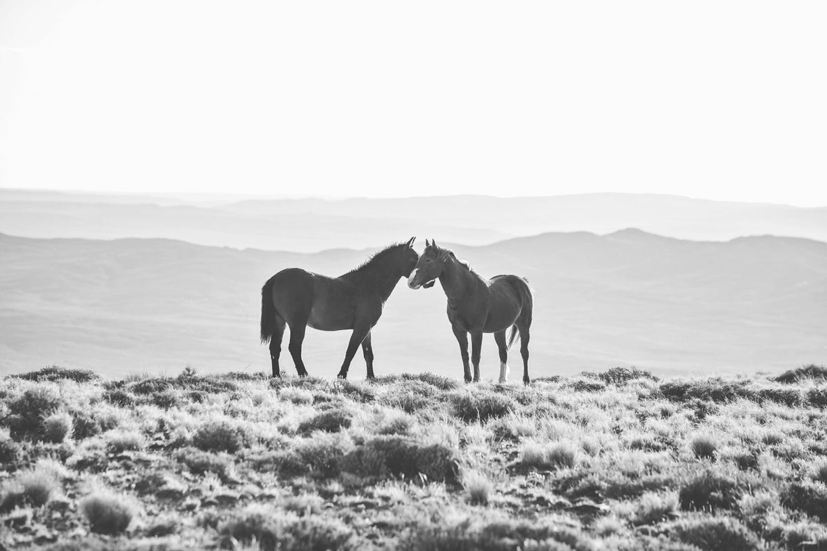 Wild Horse Embrace in Black and White