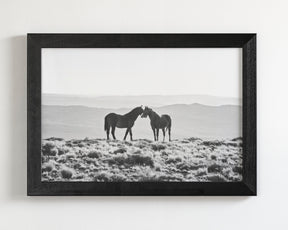 Wild Horse Embrace in Black and White
